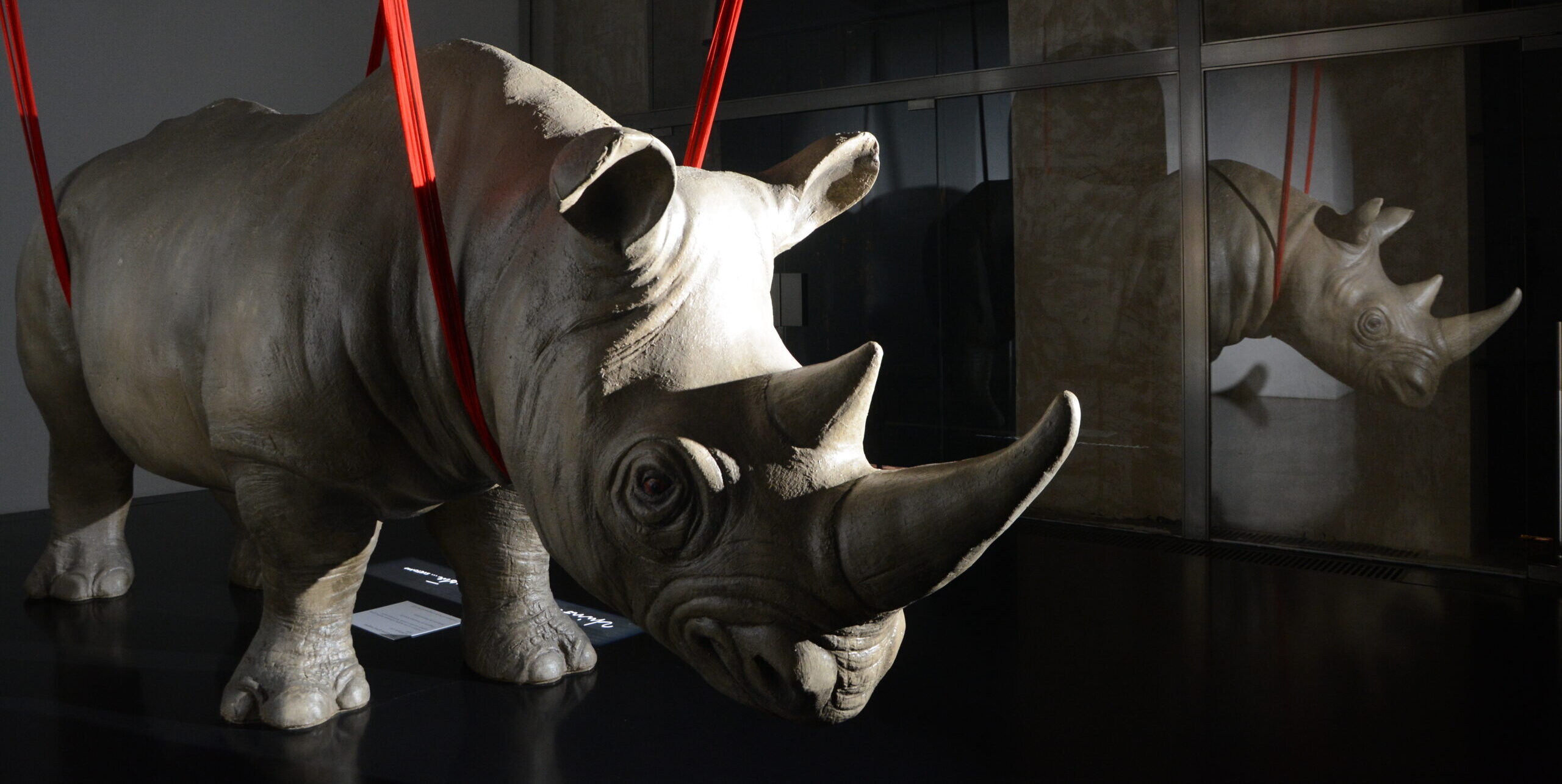 CURI, IL RINOCERONTE E RAFFAELE. “rhinoceros apud saepta” e “Istantanee dell’Assurdo” di Raffaele Curi alla Fondazione Alda Fendi-Esperimenti